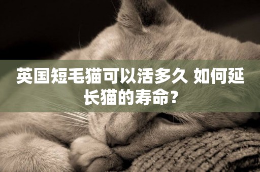 英國短毛貓可以活多久 如何延長貓的壽命？