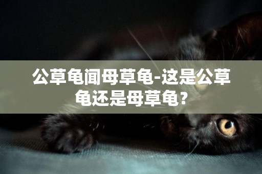 公草龜聞母草龜-這是公草龜還是母草龜？