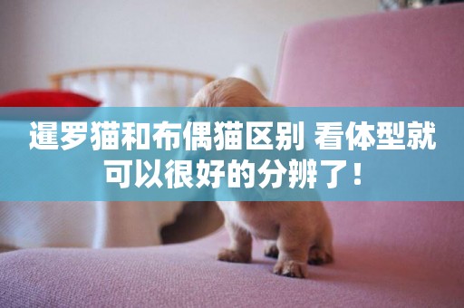 暹羅貓和布偶貓區別 看體型就可以很好的分辨了！