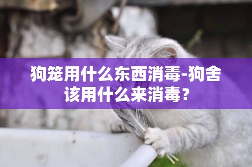 狗籠用什么東西消毒-狗舍該用什么來消毒？