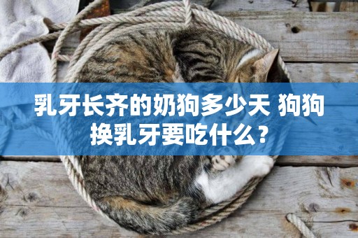 乳牙長齊的奶狗多少天 狗狗換乳牙要吃什么？