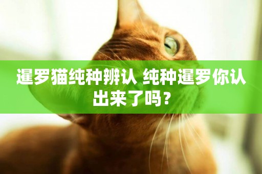 暹羅貓純種辨認 純種暹羅你認出來了嗎？