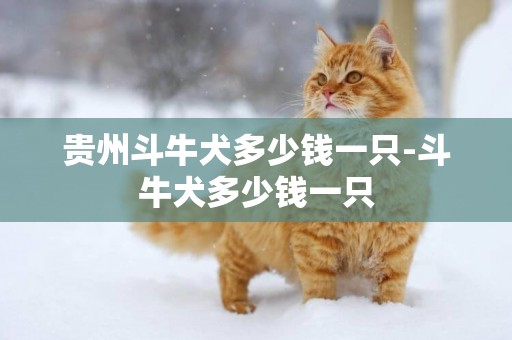 貴州斗牛犬多少錢一只-斗牛犬多少錢一只