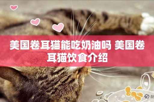 美國卷耳貓能吃奶油嗎 美國卷耳貓飲食介紹