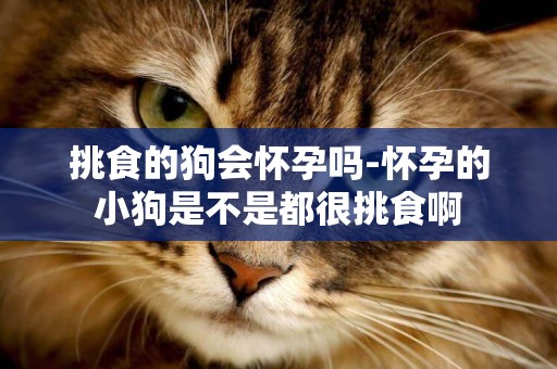 挑食的狗會懷孕嗎-懷孕的小狗是不是都很挑食啊