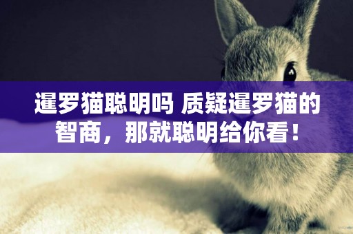 暹羅貓聰明嗎 質疑暹羅貓的智商，那就聰明給你看！