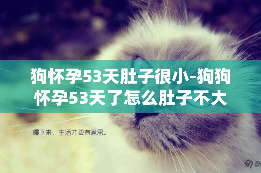 狗懷孕53天肚子很小-狗狗懷孕53天了怎么肚子不大