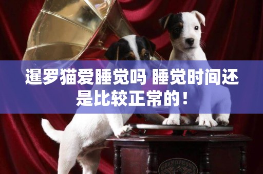 暹羅貓愛睡覺嗎 睡覺時間還是比較正常的！