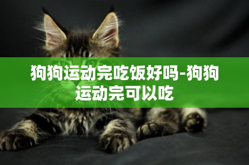 狗狗運動完吃飯好嗎-狗狗運動完可以吃