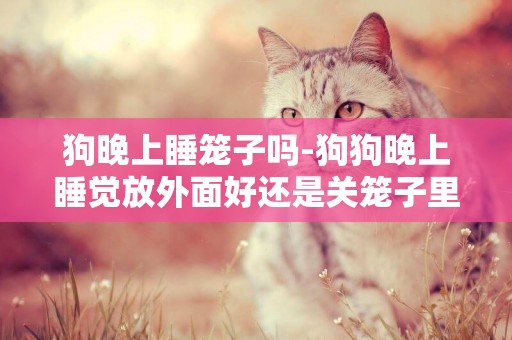 狗晚上睡籠子嗎-狗狗晚上睡覺放外面好還是關籠子里好