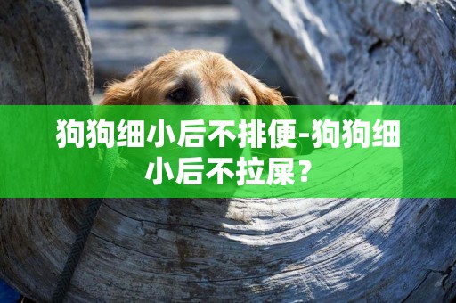 狗狗細小后不排便-狗狗細小后不拉屎？