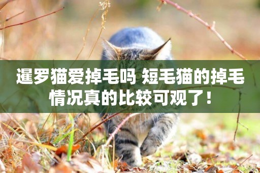 暹羅貓愛掉毛嗎 短毛貓的掉毛情況真的比較可觀了！