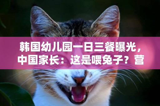 韓國幼兒園一日三餐曝光，中國家長：這是喂兔子？營養如何均衡 