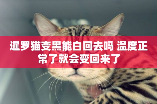暹羅貓變黑能白回去嗎 溫度正常了就會變回來了