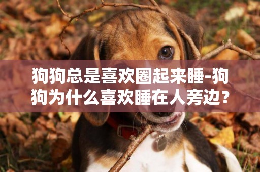狗狗總是喜歡圈起來睡-狗狗為什么喜歡睡在人旁邊？