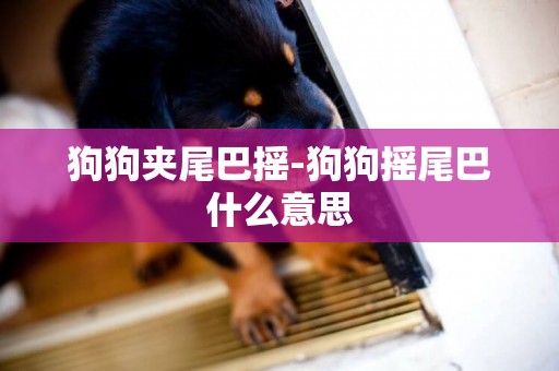 狗狗夾尾巴搖-狗狗搖尾巴什么意思