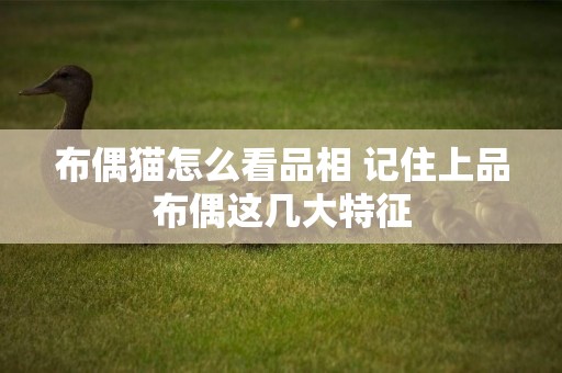 布偶貓怎么看品相 記住上品布偶這幾大特征