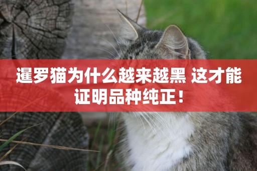 暹羅貓為什么越來越黑 這才能證明品種純正！