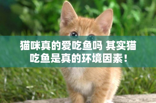 貓咪真的愛吃魚嗎 其實貓吃魚是真的環境因素！