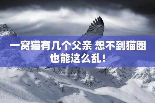 一窩貓有幾個父親 想不到貓圈也能這么亂！