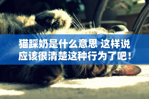 貓踩奶是什么意思 這樣說應該很清楚這種行為了吧！