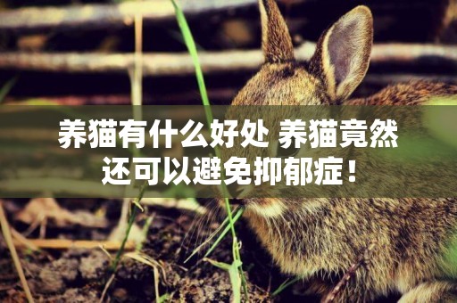 養貓有什么好處 養貓竟然還可以避免抑郁癥！