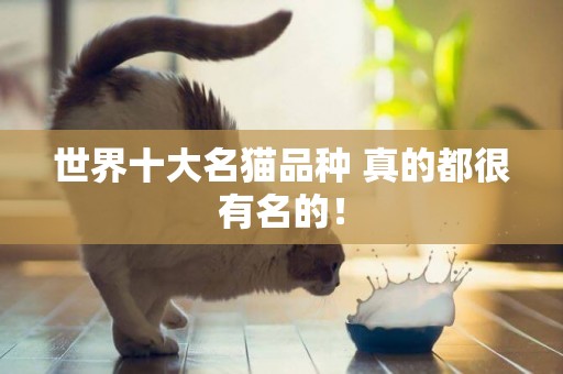 世界十大名貓品種 真的都很有名的！