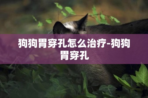 狗狗胃穿孔怎么治療-狗狗胃穿孔