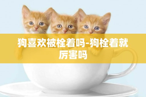 狗喜歡被栓著嗎-狗栓著就厲害嗎