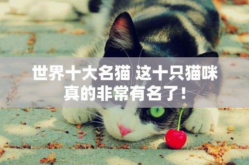 世界十大名貓 這十只貓咪真的非常有名了！