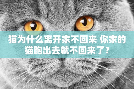 貓為什么離開家不回來 你家的貓跑出去就不回來了? 貓為什么離開家不回來 你家的貓跑出去就不回來了?