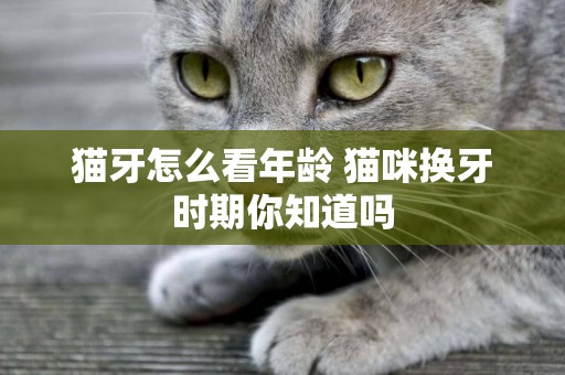 貓牙怎么看年齡 貓咪換牙時期你知道嗎