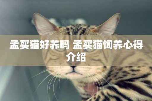 孟買貓好養嗎 孟買貓飼養心得介紹