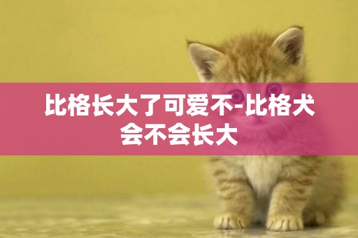比格長大了可愛不-比格犬會不會長大