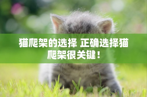 貓爬架的選擇 正確選擇貓爬架很關鍵！