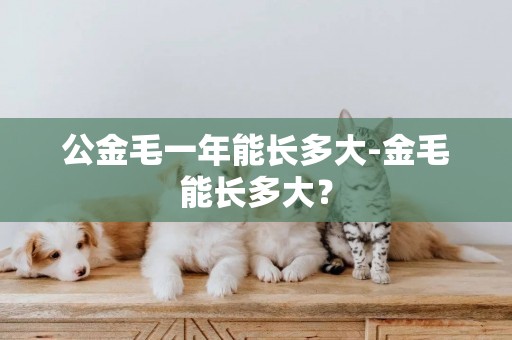 公金毛一年能長多大-金毛能長多大？