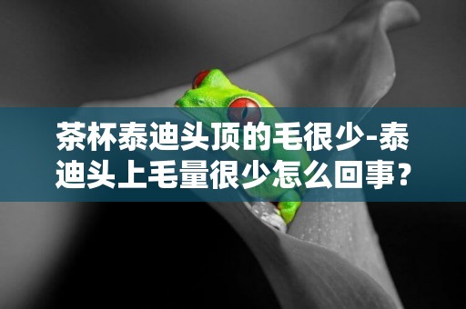 茶杯泰迪頭頂的毛很少-泰迪頭上毛量很少怎么回事？