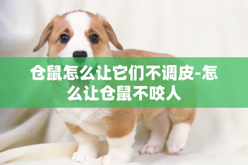 倉鼠怎么讓它們不調皮-怎么讓倉鼠不咬人