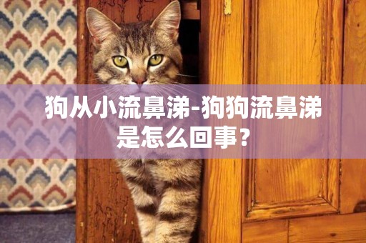 狗從小流鼻涕-狗狗流鼻涕是怎么回事？