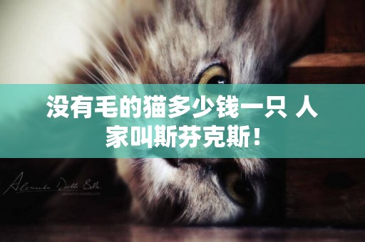 沒有毛的貓多少錢一只 人家叫斯芬克斯！