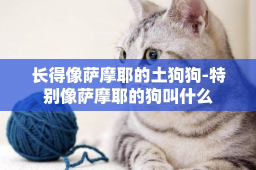 長得像薩摩耶的土狗狗-特別像薩摩耶的狗叫什么