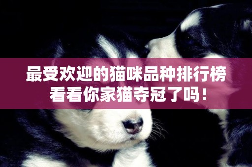 最受歡迎的貓咪品種排行榜 看看你家貓奪冠了嗎！