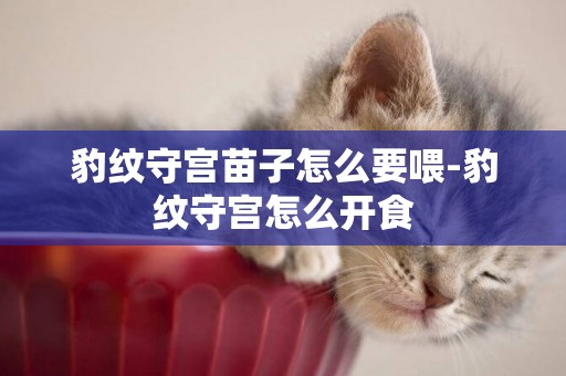 豹紋守宮苗子怎么要喂-豹紋守宮怎么開食