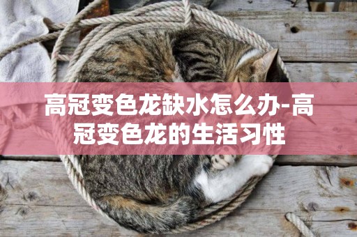 高冠變色龍缺水怎么辦-高冠變色龍的生活習性