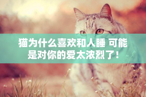 貓為什么喜歡和人睡 可能是對你的愛太濃烈了! 貓為什么喜歡和人睡 可能是對你的愛太濃烈了!