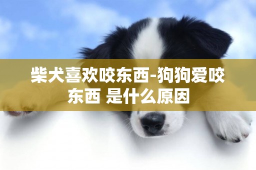 柴犬喜歡咬東西-狗狗愛咬東西 是什么原因