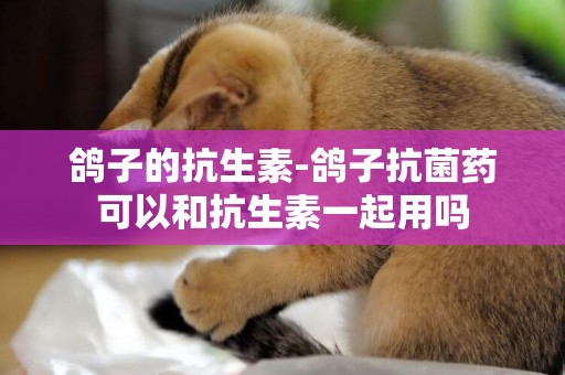 鴿子的抗生素-鴿子抗菌藥可以和抗生素一起用嗎