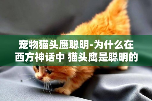 寵物貓頭鷹聰明-為什么在西方神話中 貓頭鷹是聰明的象征