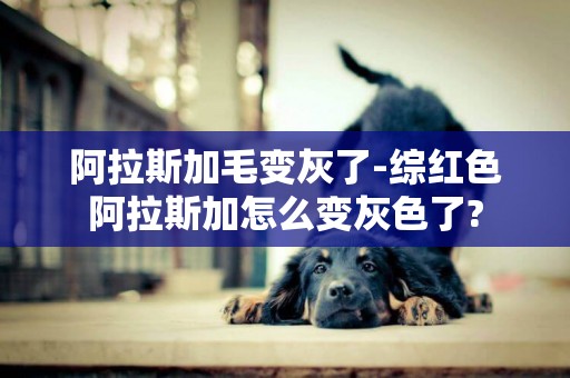 阿拉斯加毛變灰了-綜紅色阿拉斯加怎么變灰色了?