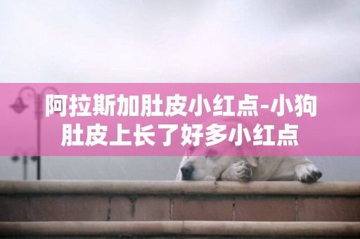 阿拉斯加肚皮小紅點-小狗肚皮上長了好多小紅點